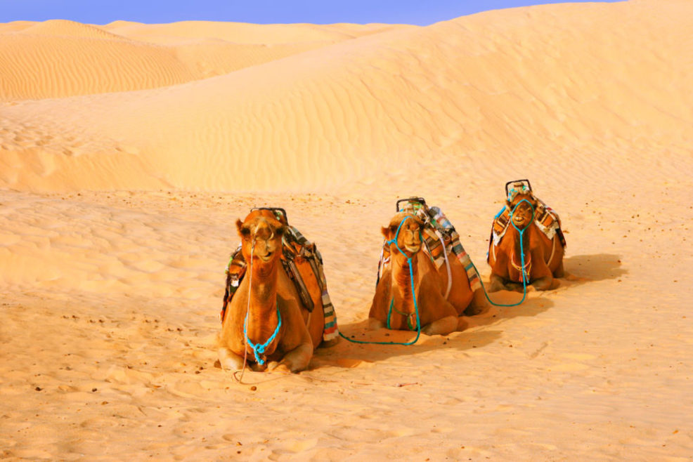 Camellos desierto Marruecos 1024x683 1024x683 1