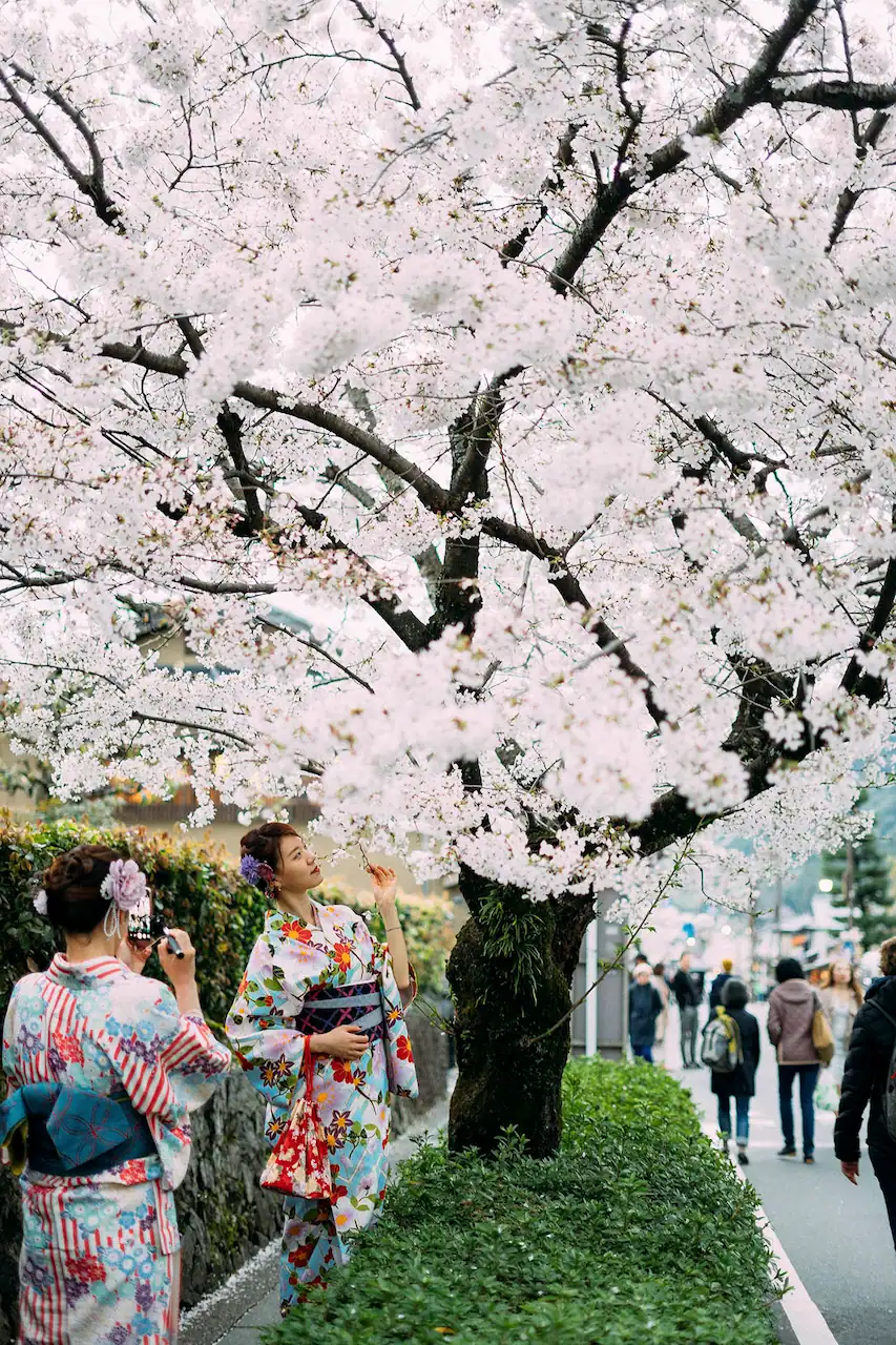 arbres florits japo